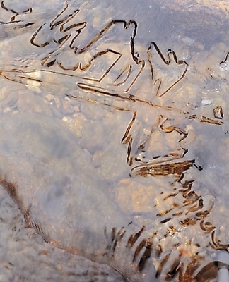 포토 JPG 주간 사계절 계절 백그라운드 겨울 자연 사람없음 야외 물 얼음 개울 살얼음 국내포토 자연요소 강 생태계 파일형식