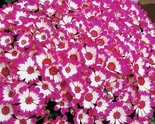 포토 JPG 주간 식물 꽃 여러송이 백그라운드 자연 사람없음 야외 겨울꽃 시네라리아 국내포토 자연요소 다수 겨울 생태계 파일형식