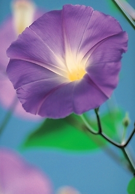 포토 JPG 주간 나무 식물 꽃 백그라운드 한송이 여름꽃 자연 근접촬영 사람없음 야외 보라색 들꽃 나팔꽃 국내포토 자연요소 1 뷰포인트 컬러 생태계 송이 파일형식 여름_계절