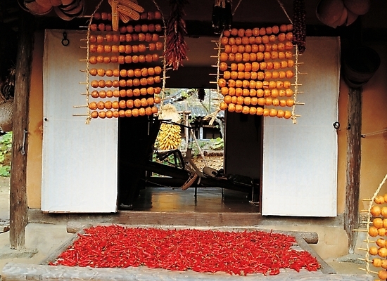 포토 JPG 주간 사계절 계절 음식 고건축 채소 식재료 자연 고추 건조 한국 초가집 감 풍경 사람없음 야외 가을 시골 추분 곶감 건과일 베틀 국내포토 자연요소 건축물 아시아 과일 한옥 농기구 절기 생태계 파일형식