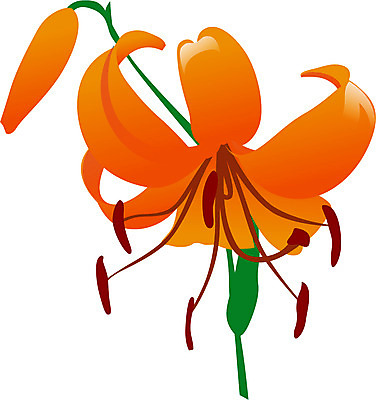 EPS 클립아트 식물 꽃 한송이 일러스트 여름꽃 자연 사람없음 백합 6월 나리 나리꽃 탄생화 국내일러스트 1 날짜 생태계 송이 파일형식 벡터 여름_계절