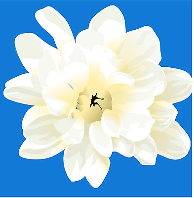 EPS 클립아트 식물 꽃 한송이 일러스트 자연 가을꽃 사람없음 흰색 달리아 10월 탄생화 국내일러스트 1 컬러 날짜 생태계 송이 파일형식 벡터 가을_계절