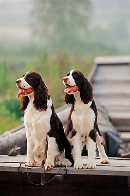 포토 JPG 주간 식물 동물 척추동물 육지동물 반려견 두마리 포유류 사람없음 야외 두명 반려동물 스패니얼 개 반려 스프링거스파니엘 국내포토 자연요소 2 사람 파일형식