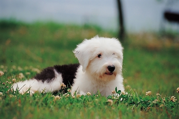 포토 JPG 주간 식물 동물 척추동물 한마리 육지동물 반려견 포유류 초원 사람없음 야외 반려동물 풀 개 반려 올드잉글리쉬쉽독 국내포토 자연요소 1 파일형식
