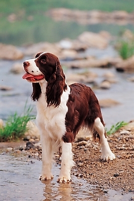 포토 JPG 주간 식물 동물 척추동물 한마리 육지동물 반려견 포유류 사람없음 야외 반려동물 스패니얼 풀 개울 개 반려 스프링거스파니엘 국내포토 자연요소 1 강 파일형식