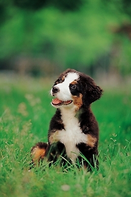 포토 JPG 주간 식물 동물 척추동물 한마리 육지동물 반려견 포유류 초원 사람없음 야외 반려동물 풀 개 강아지 동물라이프 반려 버니즈마운틴독 국내포토 자연요소 1 라이프스타일 파일형식