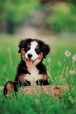 포토 JPG 주간 나무 식물 동물 척추동물 한마리 육지동물 반려견 포유류 초원 사람없음 야외 반려동물 풀 개 강아지 민들레 민들레홀씨 동물라이프 반려 버니즈마운틴독 국내포토 자연요소 1 라이프스타일 꽃 파일형식