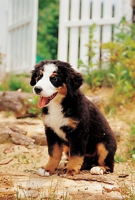 포토 JPG 주간 식물 동물 척추동물 한마리 육지동물 반려견 포유류 사람없음 야외 울타리 반려동물 풀 개 강아지 동물라이프 반려 버니즈마운틴독 국내포토 자연요소 1 라이프스타일 담장 파일형식