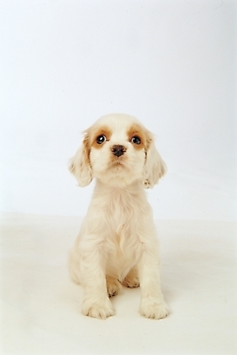 포토 JPG 스튜디오촬영 동물 척추동물 한마리 육지동물 반려견 포유류 사람없음 반려동물 코커스패니얼 스패니얼 개 강아지 아메리칸코커스패니얼 반려 국내포토 1 실내 파일형식