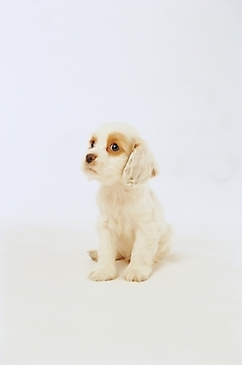 포토 JPG 스튜디오촬영 동물 척추동물 한마리 육지동물 반려견 포유류 사람없음 반려동물 코커스패니얼 스패니얼 개 강아지 아메리칸코커스패니얼 반려 국내포토 1 실내 파일형식