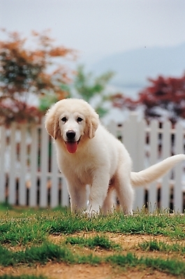 포토 JPG 주간 식물 동물 척추동물 한마리 육지동물 반려견 포유류 사람없음 야외 울타리 반려동물 풀 개 그레이트피레니즈 반려 국내포토 자연요소 1 담장 파일형식