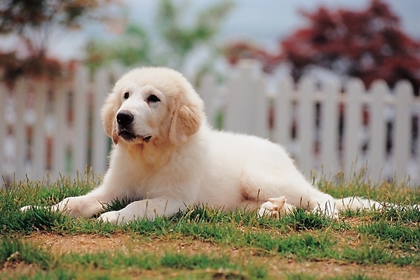 포토 JPG 주간 식물 동물 척추동물 한마리 육지동물 반려견 포유류 초원 사람없음 야외 울타리 반려동물 풀 개 그레이트피레니즈 반려 국내포토 자연요소 1 담장 파일형식