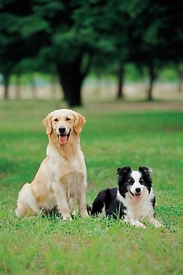 포토 JPG 주간 나무 식물 동물 척추동물 한마리 육지동물 반려견 두마리 포유류 잔디 초원 사람없음 야외 반려동물 풀 개 골든리트리버 보더콜리 반려 국내포토 자연요소 1 2 리트리버 콜리 파일형식