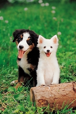 포토 JPG 주간 나무 식물 동물 척추동물 한마리 육지동물 반려견 두마리 포유류 사람없음 야외 반려동물 풀 개 강아지 동물라이프 반려 버니즈마운틴독 국내포토 자연요소 1 라이프스타일 2 파일형식