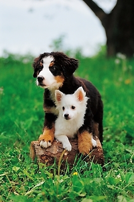 포토 JPG 주간 나무 식물 동물 척추동물 한마리 육지동물 반려견 두마리 포유류 사람없음 야외 반려동물 풀 개 강아지 동물라이프 반려 버니즈마운틴독 국내포토 자연요소 1 라이프스타일 2 파일형식