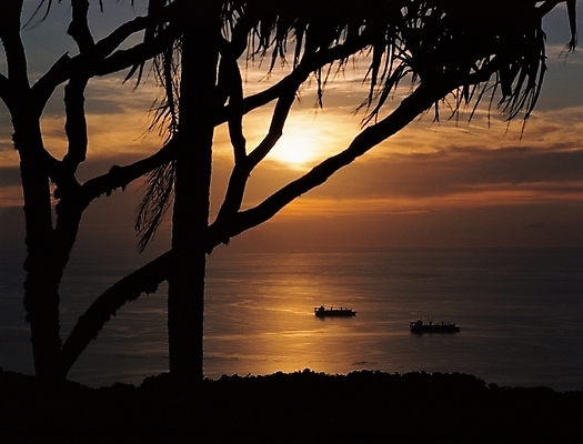포토 JPG 나무 실루엣 바다 자연 하늘 풍경 사람없음 야외 일출 노을 일몰 선박 국내포토 자연요소 식물 수상교통 촬영기법 생태계 파일형식