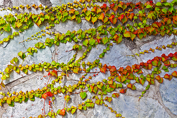 포토 JPG 해외이미지 나무 식물 디자인 계절 공원 꽃 벽 백그라운드 잎 패턴 자연 벽지 추상 사람없음 초록색 여름 빛 태양 뷰티 정원 맑음 봄 신선 덩굴 소프트포커스 질감 보케 자연백그라운드 부드러움 내추럴 블러 해외포토 자연요소 공공시설 컬러 무늬 날씨 촬영기법 감각 생태계 파일형식 이미지허브