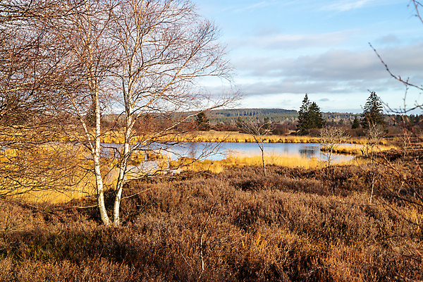 포토 JPG 해외이미지 나무 공원 길 스포츠 여행 백그라운드 자국 자연 하늘 사람없음 야외 목재 초록색 물 파란색 환경 맑음 산책 산책로 하이킹 시골 연못 황무지 숲 오솔길 벨기에 내추럴 보호구역 해외포토 자연요소 식물 공공시설 컬러 재료 레저 날씨 휴식 생태계 구역 서유럽 파일형식 이미지허브