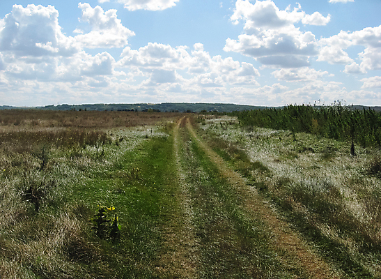 포토 JPG 해외이미지 나무 식물 1 계절 낙엽 밭 자연 하늘 풍경 사람없음 야외 초록색 여름 노란색 환경 가을 시골 센터 중앙 숲 9월 땅 언덕 싱글 반대 내추럴 미루나무 우크라이나 수평선 해외포토 유럽 컬러 잎 농업 날짜 생태계 파일형식 이미지허브