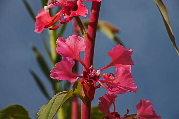 포토 JPG 해외이미지 식물 계절 꽃잎 꽃 분홍색 백그라운드 잎 꽃무늬 자연 사람없음 야외 장식 초록색 컬러풀 뷰티 환경 정원 미국 봄 들꽃 벚꽃 흰색 개화 우아함 원예 캘리포니아 내추럴 삼림지대 해외포토 컬러 컨셉 북아메리카 무늬 취미 숲 생태계 파일형식 이미지허브
