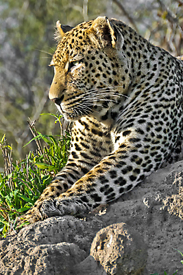 포토 JPG 해외이미지 주간 나무 한마리 응시 야생동물 자연 그림자 사람없음 야외 아웃포커스 햇빛 숲 맹수 표범 남아프리카 보츠와나 해외포토 자연요소 식물 동물 1 시선 포유류 아프리카 촬영기법 태양 생태계 파일형식 이미지허브