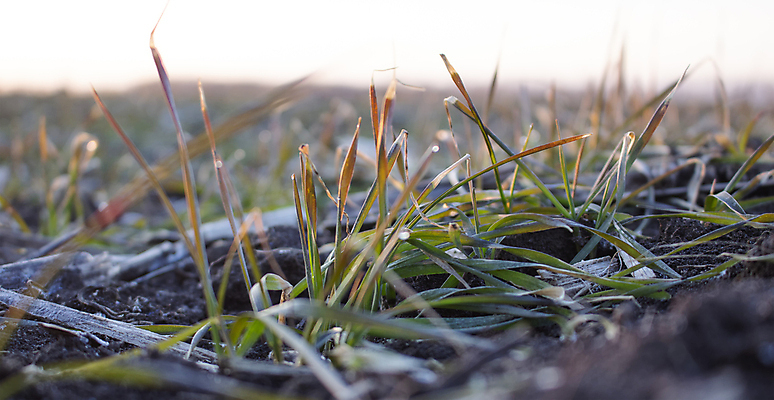 포토 JPG 해외이미지 식물 계절 음식 백그라운드 잎 겨울 밭 농업 자연 아침 잔디 사람없음 초록색 물 빛 햇빛 태양 일출 냉동 얼음 봄 추위 성장 광선 백발 흰색 신선 이슬 낟알 시리얼 밀 질감 서리 보리 내추럴 프로스팅 해외포토 주간 자연요소 헤어스타일 산업 컬러 곡류 노을 생태계 제빵 파일형식 이미지허브