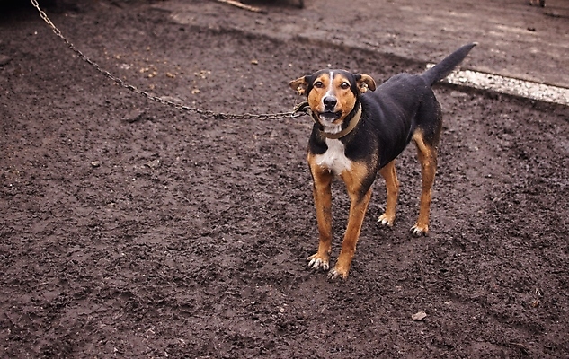포토 JPG 해외이미지 동물 응시 얼굴 야생동물 백그라운드 겨울 포유류 자연 거리 주택 털 경비 사람없음 야외 친구 반려동물 뷰티 갈색 머리카락 검은색 분노 흰색 시골 표현 양치기 닫기 개 강아지 치아 보호 접속 사냥개 나쁜 기르기 혼자 해외포토 직업 시선 계절 감정 컬러 컨셉 관계 모션 안전 건물 신체부위 머리 소화기관 생태계 돌봄 파일형식 이미지허브