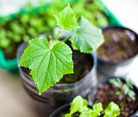 포토 JPG 해외이미지 식물 화초 잎 오이 사람없음 흙 원예 모종 해외포토 채소 취미 파일형식 이미지허브