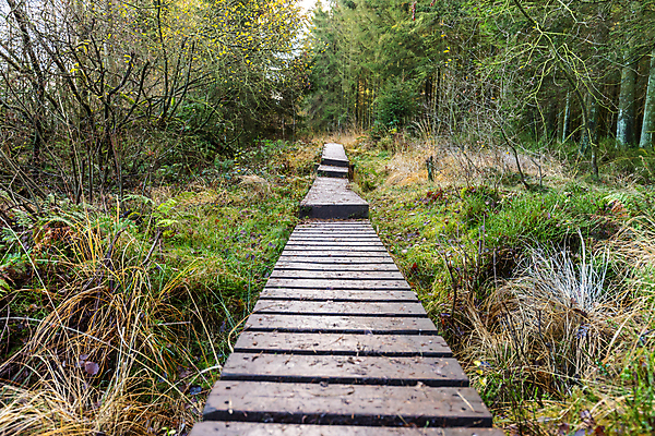 포토 JPG 해외이미지 나무 공원 길 스포츠 여행 백그라운드 자국 자연 하늘 사람없음 야외 목재 초록색 물 환경 맑음 산책 산책로 하이킹 시골 황무지 숲 오솔길 벨기에 내추럴 보호구역 해외포토 자연요소 식물 공공시설 컬러 재료 레저 날씨 휴식 생태계 구역 서유럽 파일형식 이미지허브