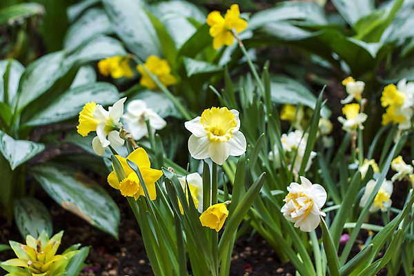 포토 JPG 해외이미지 줄기 잎 사람없음 초록색 노란색 봄 화단 수선화 해외포토 식물 계절 꽃 컬러 파일형식 이미지허브
