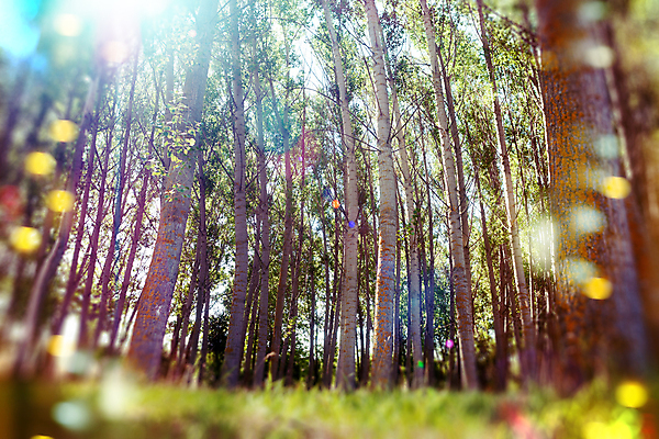 포토 JPG 해외이미지 나무 계절 공원 백그라운드 잎 자연 아침 풍경 사람없음 야외 목재 초록색 여름 빛 햇빛 태양 뷰티 환경 맑음 봄 광선 가을 소나무 숲 상록수 내추럴 해외포토 주간 자연요소 식물 공공시설 컬러 재료 날씨 생태계 파일형식 이미지허브