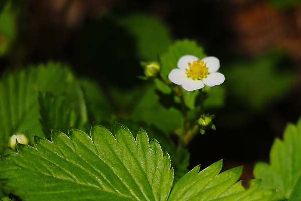 포토 JPG 해외이미지 식물 계절 열매 꽃잎 꽃 백그라운드 잎 꽃무늬 농업 과일 자연 딸기 사람없음 야외 초록색 빛 컬러풀 뷰티 노란색 정원 봄 성장 벚꽃 흰색 신선 개화 달콤 숲 허브 유기농 부드러움 내추럴 해외포토 웰빙 산업 컬러 무늬 감각 맛 생태계 파일형식 이미지허브