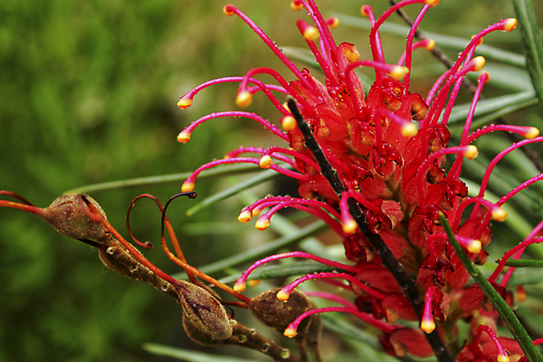 포토 JPG 해외이미지 나무 식물 꽃 줄기 백그라운드 잎 꽃무늬 오렌지 자연 종류 사람없음 장식 빨간색 초록색 컬러풀 뷰티 정원 봄 들꽃 성장 벚꽃 관목 원예 꽃가루 상록수 꿀 리빙 취급주의 해외포토 계절 컬러 무늬 과일 경고 취미 가루 생태계 파일형식 이미지허브