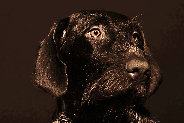 포토 JPG 해외이미지 동물 사람없음 신체부위 반려동물 갈색 개 사냥 사냥개 기르기 총구 해외포토 컬러 포유류 사람 돌봄 파일형식 이미지허브