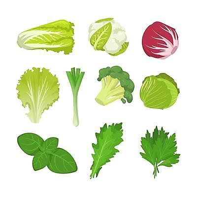 EPS 해외이미지 일러스트 사람없음 여러개 상추 브로콜리 파 시금치 바질 적채 적양배추 컬리플라워 케일 로메인상추 해외일러스트 다수 채소 양배추 파일형식 벡터 이미지허브