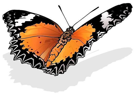 EPS 해외이미지 동물 야생동물 나비 곤충 일러스트 자연 장식 컬러풀 환경 정원 봄 우아함 벌레 생물학 고립 동물상 해외일러스트 계절 교육 컬러 컨셉 조형물 생태계 파일형식 벡터 이미지허브