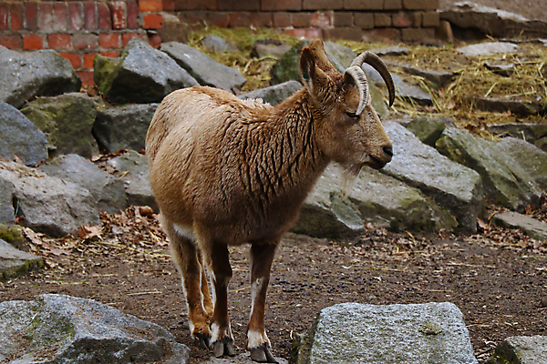 포토 JPG 해외이미지 공원 남자 여행 포유류 자연 염소 산 털 뿔 경사 사람없음 야외 미국 사막 바위 시골 개울 황무지 군중 큼 방목 사파리 캘리포니아 지역 암초 내추럴 동물상 램 해외포토 동물 공공시설 북아메리카 사람 강 조형물 돌_바위 축산업 크기 생태계 파일형식 이미지허브