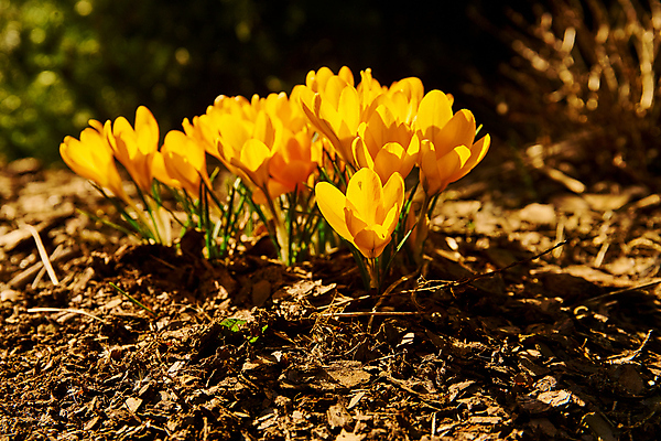 포토 JPG 해외이미지 식물 계절 공원 꽃잎 꽃 꽃다발 백그라운드 잎 겨울 꽃무늬 자연 휴가 부활절 사람없음 야외 초록색 뷰티 노란색 환경 정원 보라색 냉동 봄 추위 성장 벚꽃 신선 개화 4월 다발 속도 서리 내추럴 고립 사프란 생태학 해외포토 공공시설 교육 기념일 컬러 무늬 날짜 향신료 생태계 파일형식 이미지허브