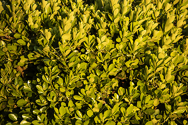 포토 JPG 해외이미지 나무 식물 공원 꽃 벽 백그라운드 잎 꽃무늬 패턴 밭 자연 벽지 추상 사람없음 야외 장식 초록색 울타리 환경 정원 봄 성장 시골 신선 거친 닫기 보호 파편 덩굴 허브 질감 아이비 내추럴 땅바닥 생태학 해외포토 계절 공공시설 교육 컬러 컨셉 무늬 농업 모션 바닥 담장 생태계 파일형식 이미지허브