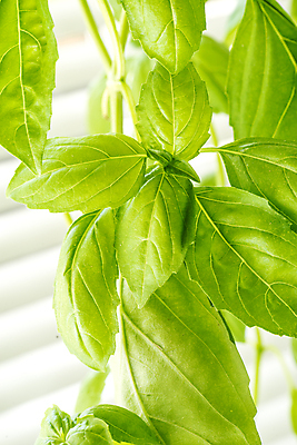 포토 JPG 해외이미지 식물 음식 백그라운드 잎 농업 채소 재료 자연 건강 요리 사람없음 초록색 여름 주방 정원 이탈리아 샐러드 성장 신선 양념 맛 다발 허브 향신료 유기농 원예 날것 아로마 향 바질 내추럴 뒤뜰 채식주의자 해외포토 웰빙 계절 유럽 산업 컬러 컨셉 취미 생태계 채식 향미료 파일형식 이미지허브