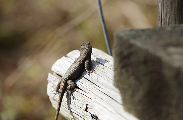 포토 JPG 해외이미지 동물 척추동물 남자 야생동물 과학 신체 파충류 발 자연 생물 저울 사람없음 야외 목재 가로 울타리 머리 환경 회색 다양 소나무 황무지 보호 큼 호기심 생물학 꼬리 도마뱀 장면 동쪽 리빙 내추럴 동물상 생태학 해외포토 나무 교육 감정 컬러 다수 컨셉 재료 사람 신체부위 담장 조형물 크기 방향 생태계 파일형식 이미지허브