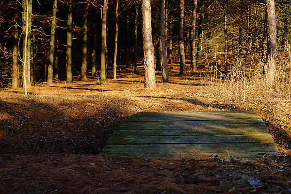 포토 JPG 해외이미지 나무 계절 길 아침 날씨 건조 이끼 사람없음 야외 목재 빛 어둠 새벽 시골 소나무 황금 숲 큼 오솔길 땅 아치 상록수 침엽수 땅바닥 방법 옛날 해외포토 주간 자연요소 식물 재료 바닥 크기 파일형식 이미지허브