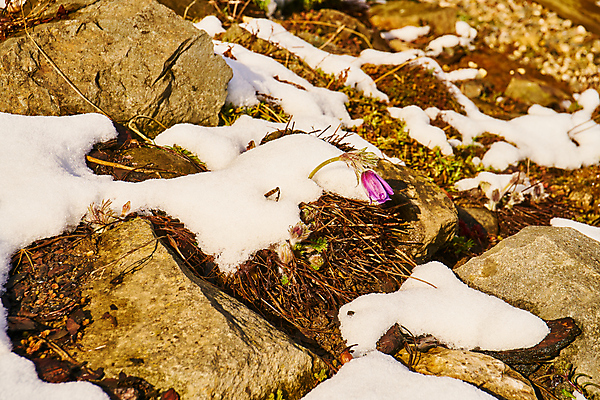 포토 JPG 해외이미지 식물 계절 공원 꽃잎 꽃 백그라운드 잎 겨울 꽃무늬 자연 휴가 부활절 사람없음 야외 초록색 뷰티 노란색 환경 정원 보라색 냉동 얼음 봄 추위 성장 벚꽃 흰색 신선 개화 4월 속도 서리 내추럴 고립 생태학 폭설 눈내림 해외포토 자연요소 공공시설 교육 기념일 컬러 무늬 눈_날씨 날짜 자연재해 생태계 파일형식 이미지허브
