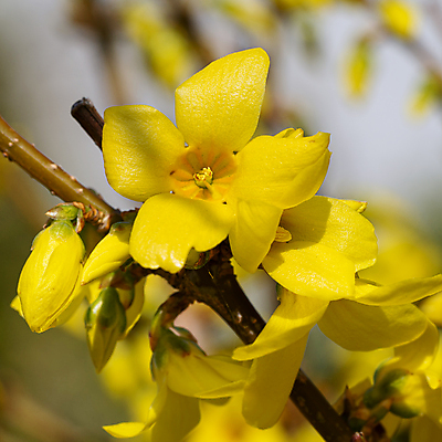 포토 JPG 해외이미지 식물 계절 꽃잎 꽃 꽃무늬 자연 사람없음 야외 노란색 환경 정원 봄 성장 벚꽃 신선 개화 닫기 관목 생태계 원예 화단 내추럴 영원 해외포토 나무 컬러 무늬 모션 취미 파일형식 이미지허브