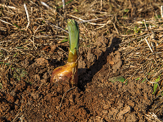 포토 JPG 해외이미지 식물 계절 잎 채소 자연 양파 새로움 씨앗 사람없음 야외 초록색 갈색 새싹 흙 봄 성장 신선 작음 땅바닥 생태학 해외포토 교육 컬러 컨셉 바닥 크기 생태계 파일형식 이미지허브