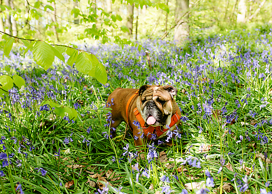 포토 JPG 해외이미지 행복 얼굴 포유류 잉글랜드 사랑 사람없음 야외 초록색 반려동물 갈색 머리 흰색 주름 개 작음 황소 불독 송곳니 프랑스어 기르기 블루벨 유래 해외포토 동물 문자 감정 컬러 영국 신체부위 소 치아 크기 돌봄 파일형식 이미지허브