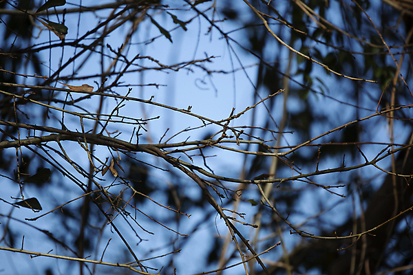 포토 JPG 해외이미지 나무 식물 과학 백그라운드 컨셉 낙엽 자연 하늘 날씨 추상 생물 풍경 사람없음 야외 가로 물 뷰티 환경 다양 성장 나뭇가지 황무지 보호 숲 시원함 유기농 생물학 장면 대머리 리빙 내추럴 벌거벗은 삼림지대 생태학 해외포토 자연요소 헤어스타일 웰빙 교육 다수 잎 무늬 생태계 파일형식 이미지허브