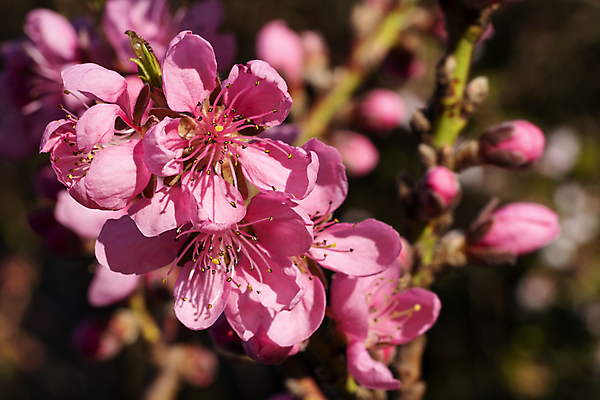 포토 JPG 해외이미지 나무 식물 계절 꽃잎 꽃 꽃무늬 자연 사람없음 야외 환경 정원 봄 성장 벚꽃 신선 개화 닫기 관목 생태계 원예 내추럴 천도복숭아 해외포토 무늬 모션 취미 복숭아 파일형식 이미지허브