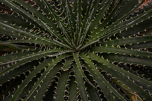 포토 JPG 해외이미지 식물 백그라운드 잎 추상 선인장 건조 사람없음 장식 정원 다발 묘사 해외포토 무늬 파일형식 이미지허브