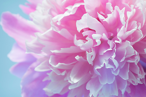 포토 JPG 해외이미지 식물 계절 꽃잎 꽃 꽃다발 백그라운드 꽃무늬 자연 추상 사랑 사람없음 야외 장식 뷰티 정원 꿈 벚꽃 개화 묘사 오브젝트 원예 향기 아로마 작약 파스텔톤 몽환 해외포토 감정 컬러 컨셉 무늬 취미 생태계 냄새 파일형식 이미지허브